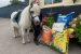 Dengie Horse Feed Donation for our Ponies